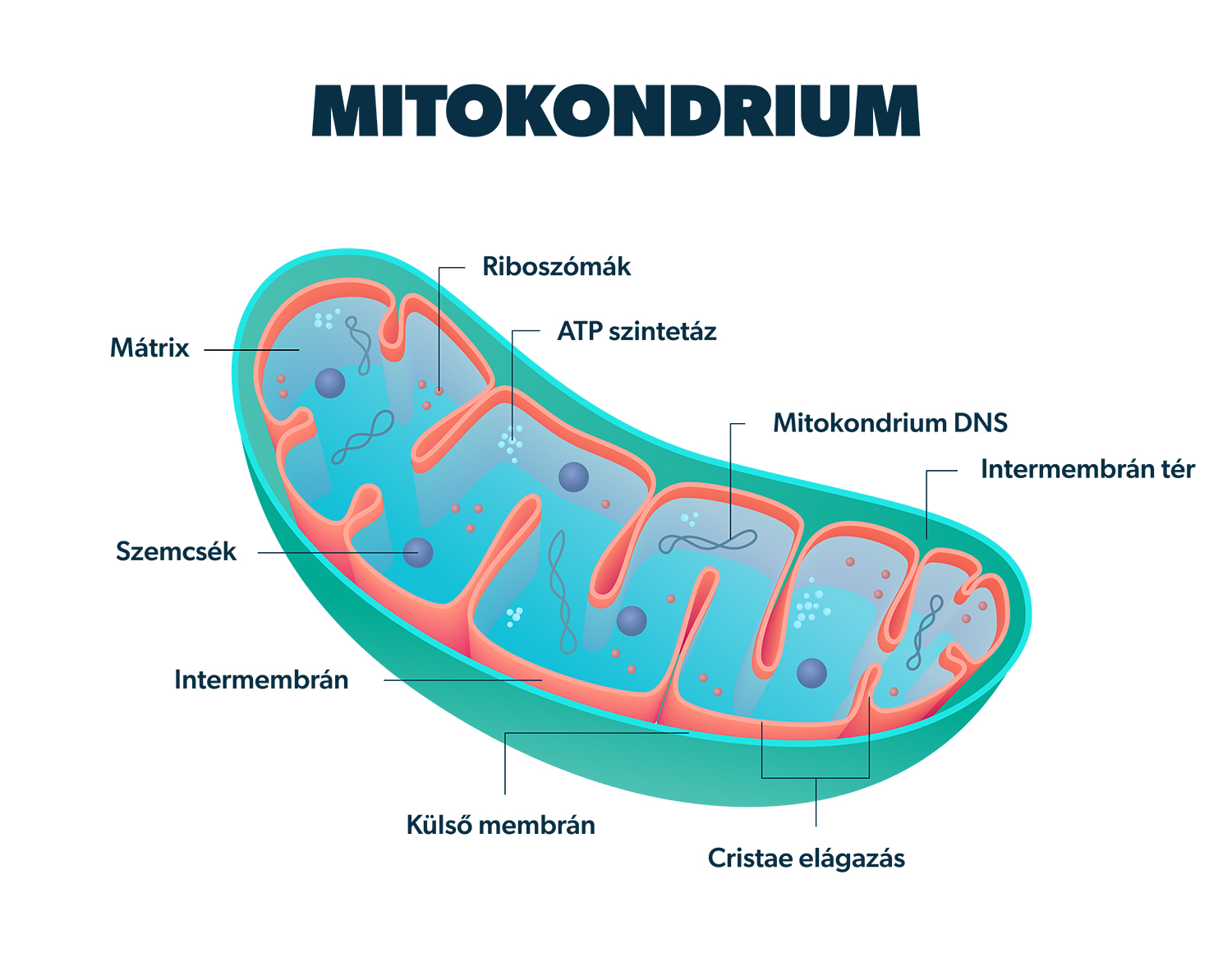 mitokondriumok egészség és fogyás