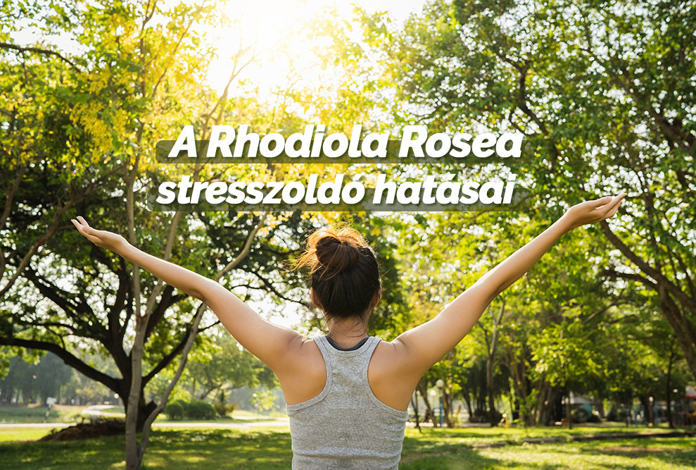 A Rhodiola Rosea stresszoldó hatásai